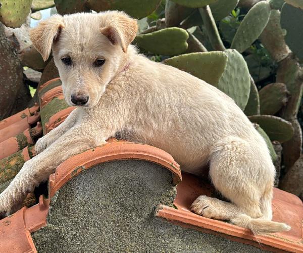 Norah Meravigliosa Cucciola Cerca Casa 